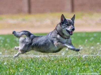 Swedish Vallhund