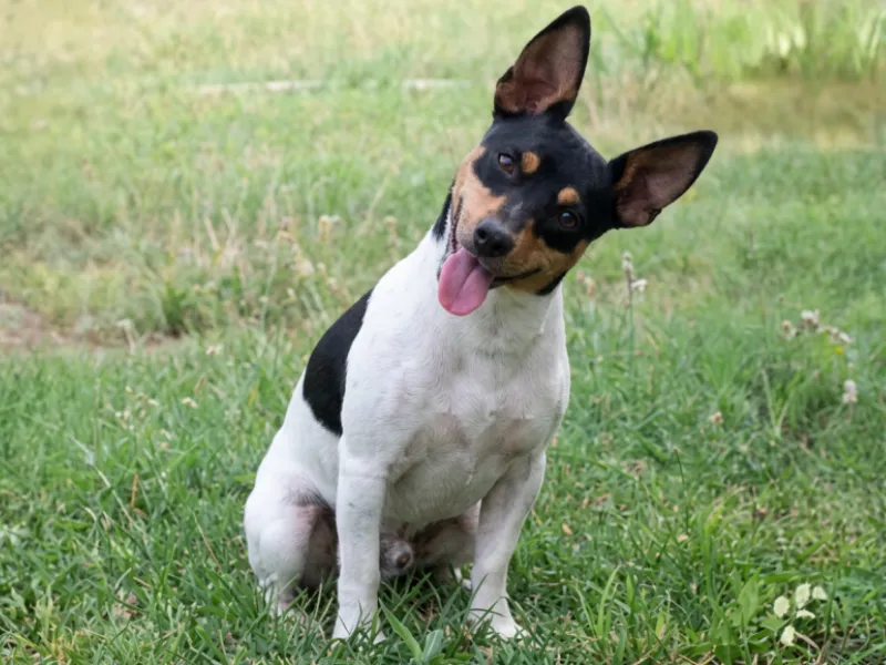 Teddy Roosevelt Terrier laying in the grass