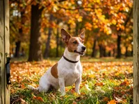 Teddy Roosevelt Terrier