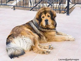 Tibetan Mastiff