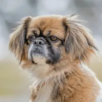 Tibetan Spaniel