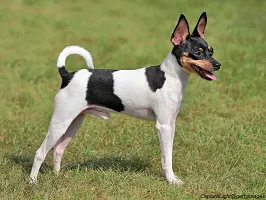 Toy Fox Terrier