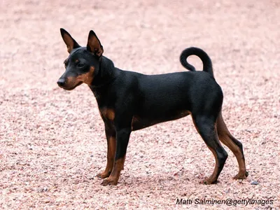 Toy Manchester Terrier