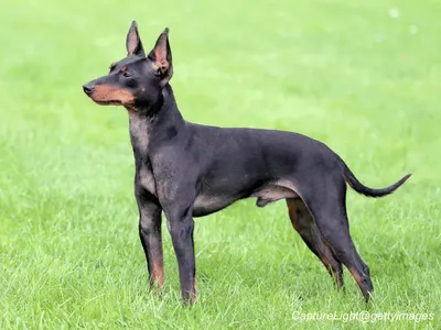 Toy Manchester Terrier