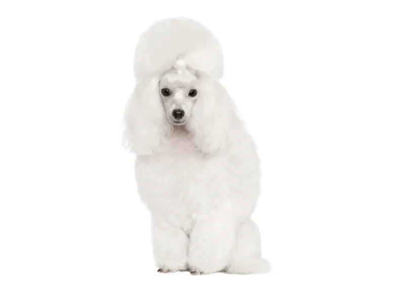 White Toy Poodle