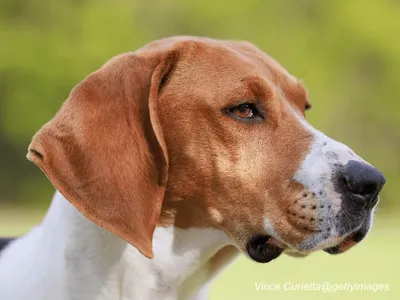 Treeing Walker Coonhound