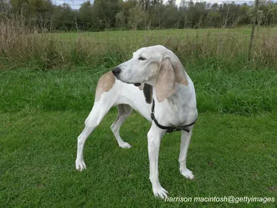 Treeing Walker Coonhound
