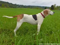 Treeing Walker Coonhound