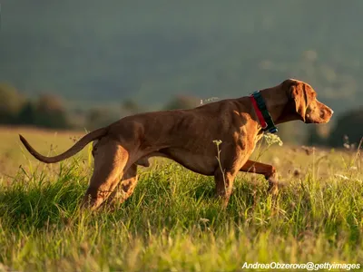 Vizsla