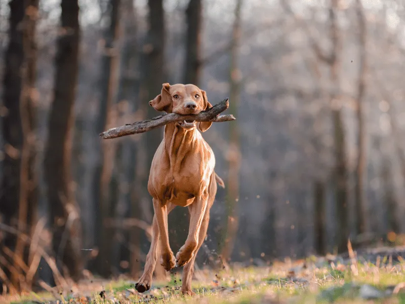 Vizsla running, carrying a stick in his mouth