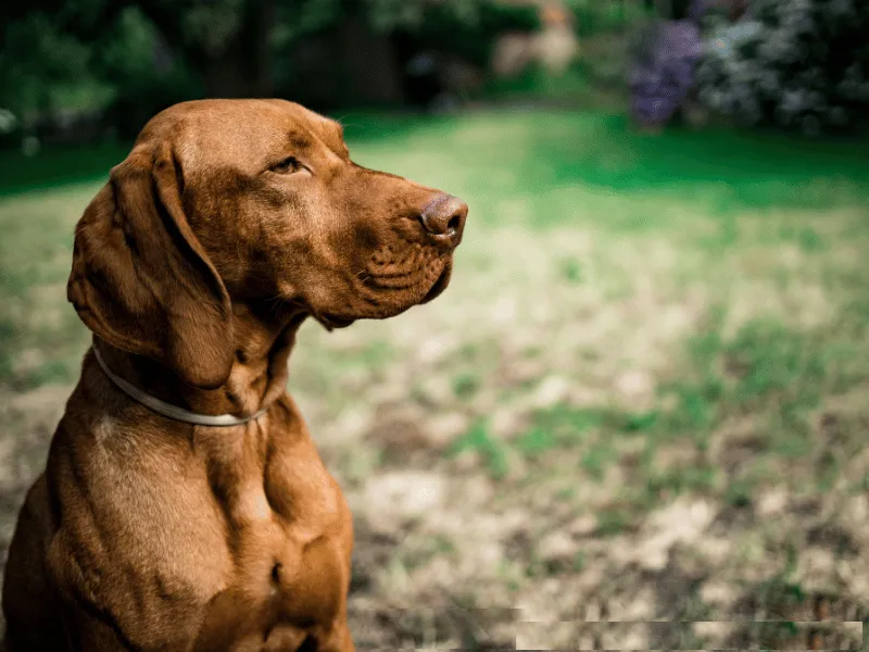 Vizsla head profile