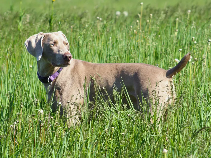 Weimaraner in the grass