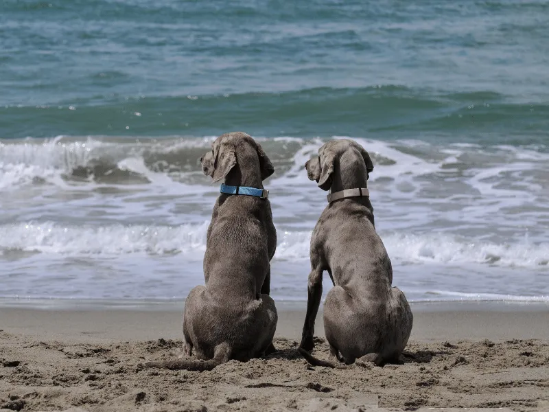 Weimaraner puppies on the beach