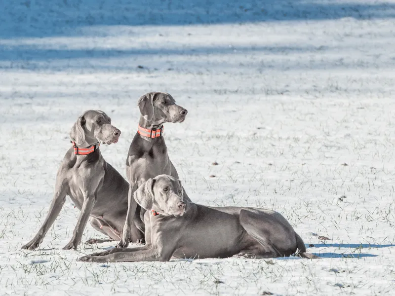 Weimaraner puppies on the beach