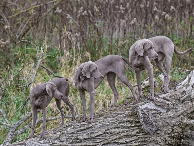 Weimaraner puppies standing on a log
