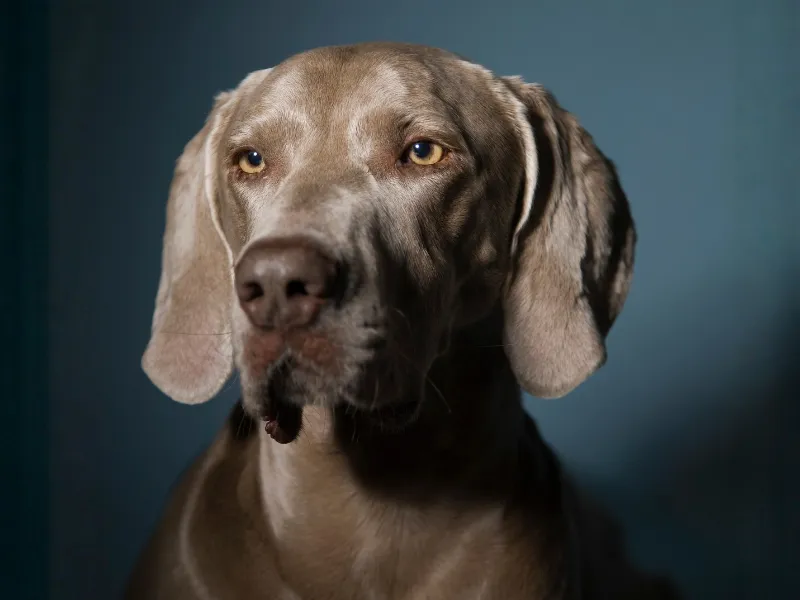 Weimaraner face portrait