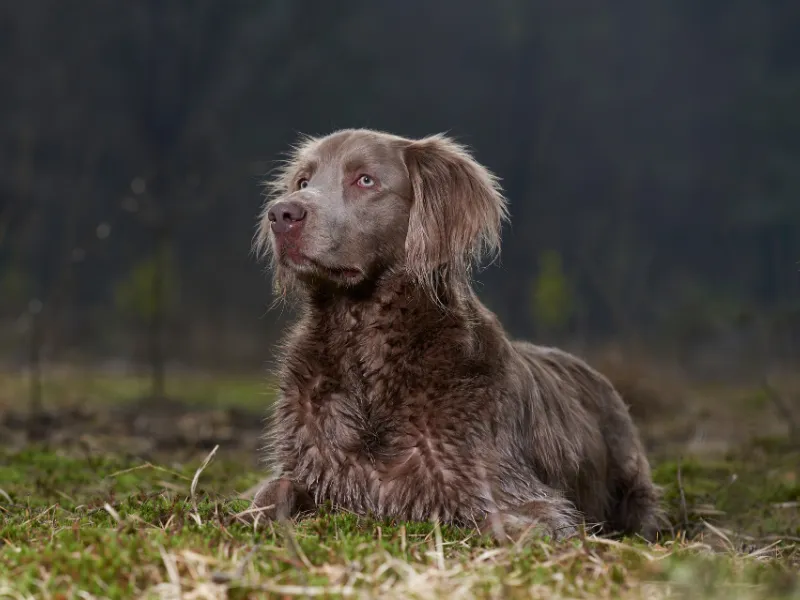 Longhaired Weimaraner laying in the grass