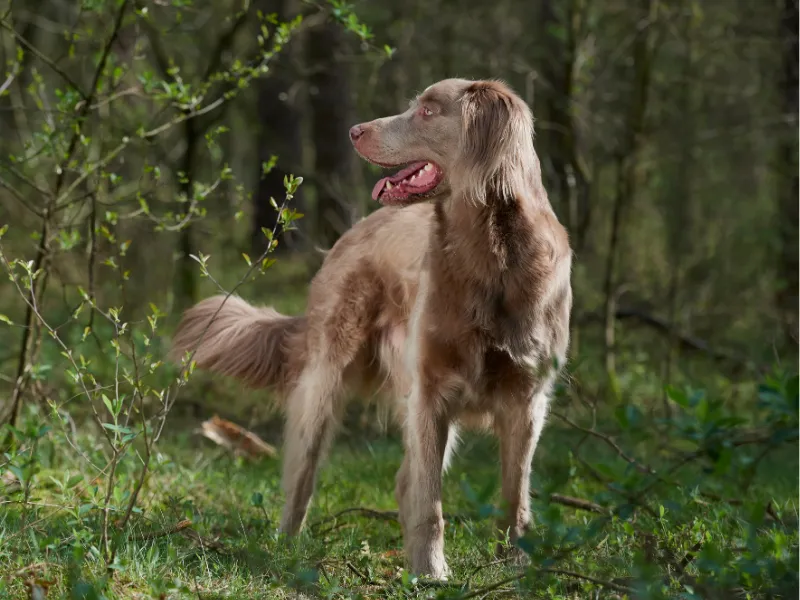 Longhaired Weimaraner standing outdoors