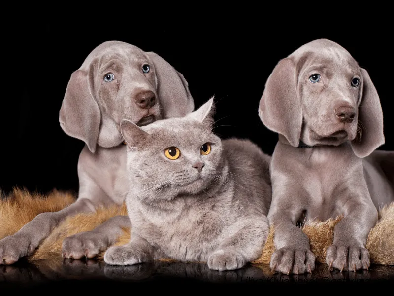 Two Weimaraner puppies with a grey kitten