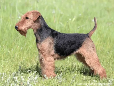Welsh Terrier