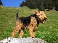 Welsh Terrier