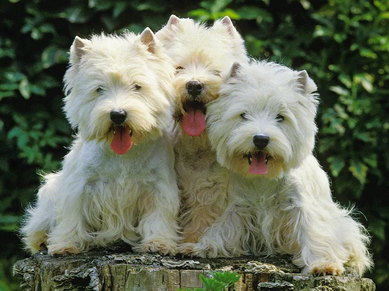 Three Westies posing together
