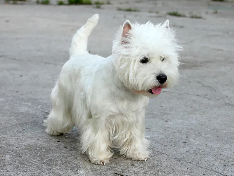 West Highland White Terrier alert and ready to play