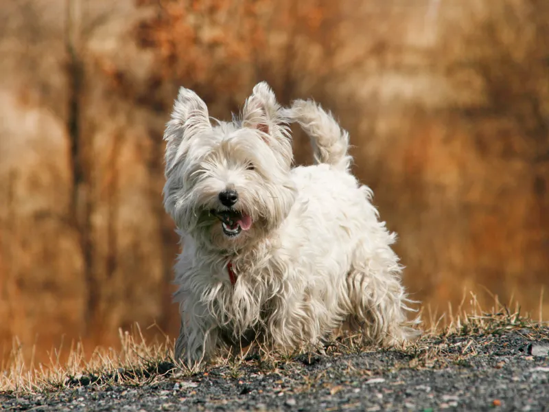 Scruffy West Highland White Terrier