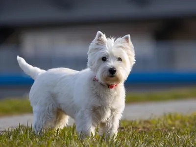 West Highland White Terrier (Terrier Group)