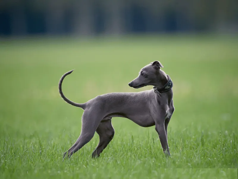 Beautiful Whippet in striking pose, standing in grass