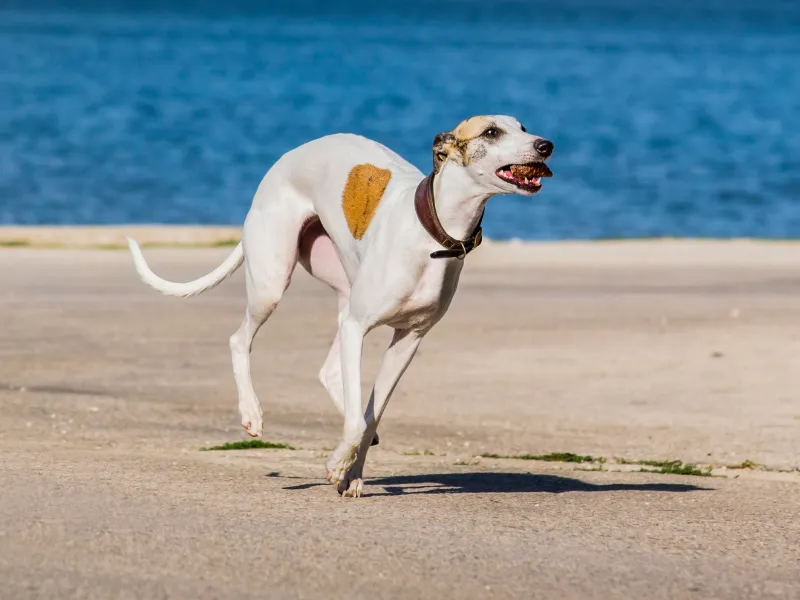 Whippet running on the beach
