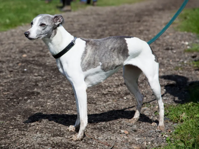 Grey and white Whippet standing outside, side profile