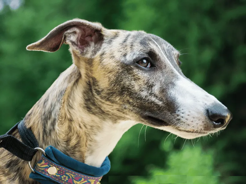 Whippet head profile