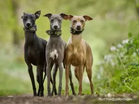 Whippet