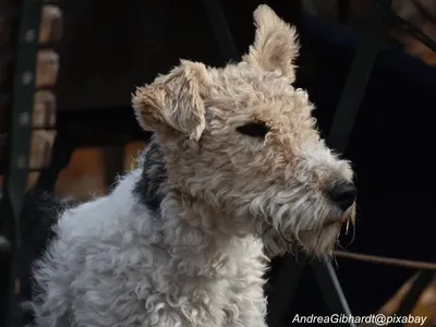 Wire Fox Terrier