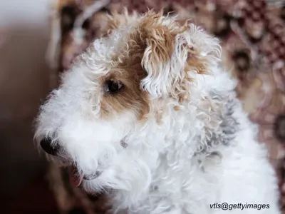 Wire Fox Terrier