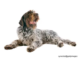 Wirehaired Pointing Griffon