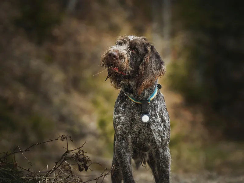 Wirehaired Pointing Griffon outdoors