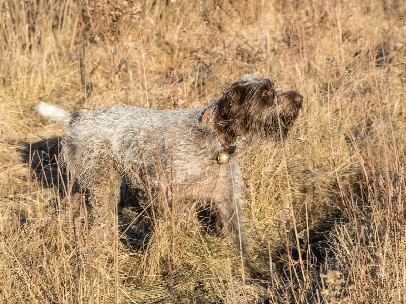 Wirehaired Pointing Griffon working in field