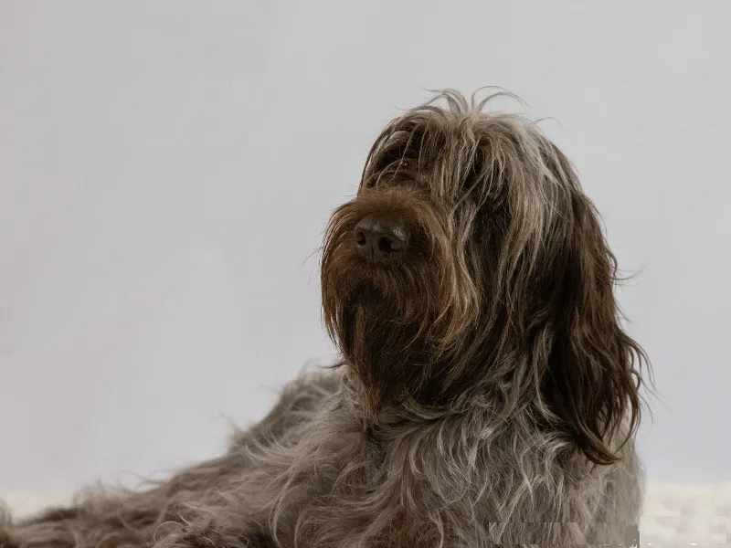 Wirehaired Pointing Griffon portrait studio