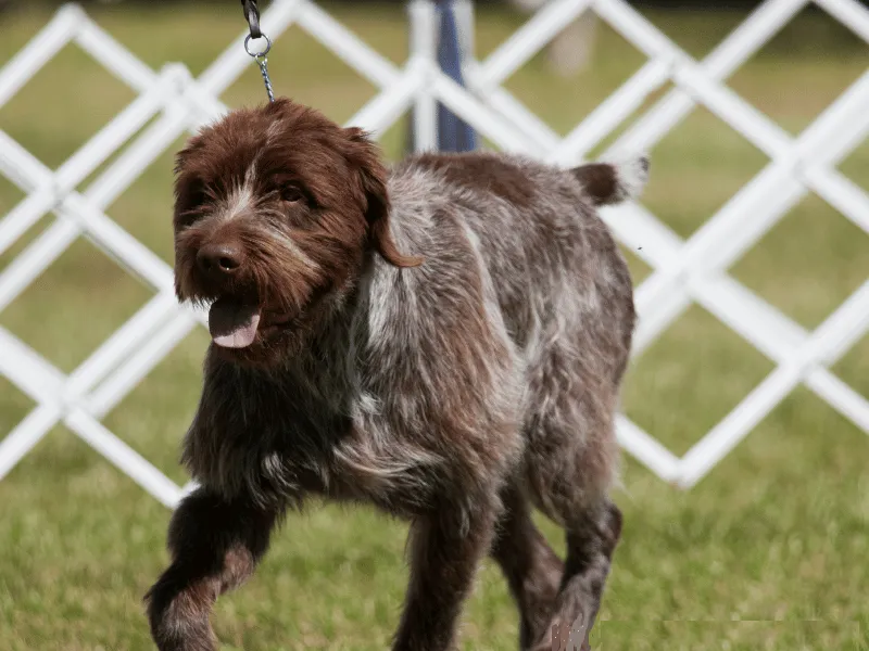 Wirehaired Pointing Griffon in the ring at a dog show