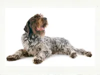 Wirehaired Pointing Griffon