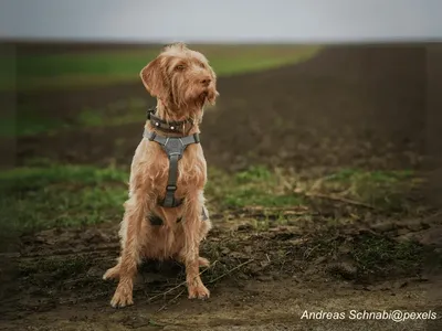 Wirehaired Vizsla
