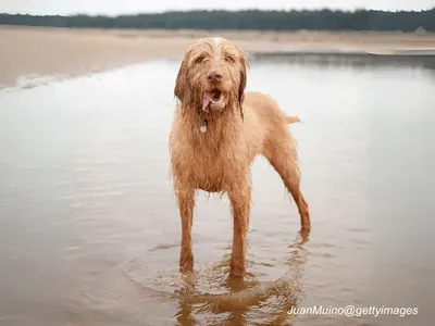 Wirehaired Vizsla