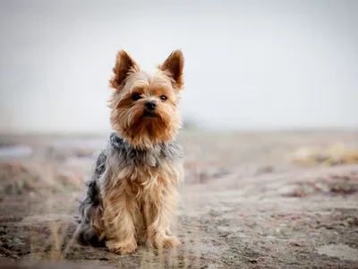 Yorkshire Terrier (Toy Group)
